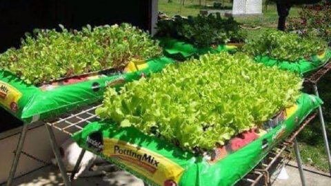 People Are Growing Gardens Right Out of Bags of Soil and It Is Pure Genius