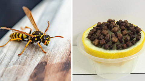 Here Is How To Make A Natural Repellent For Wasps And Bees