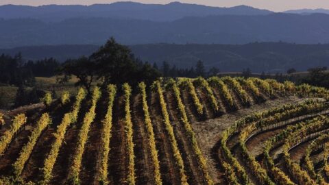 This Winery Will Pay You $10,000 A Month To Work And Let You Live There Rent-Free