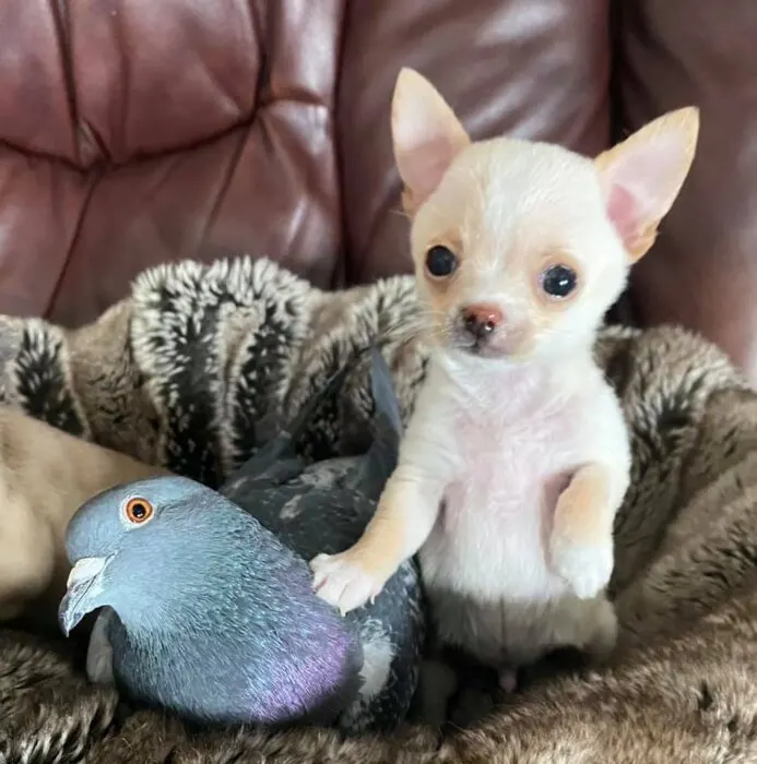 This Tiny Chihuahua Can't Walk And Became Best Friends With A Pigeon That  Can't Fly And The Photos Are Adorable!