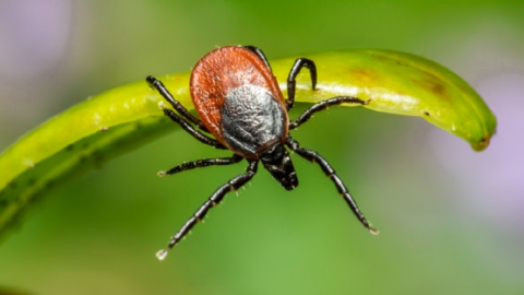 A New Study Shows That Ticks That Cause Lyme Disease Are Found Near Beaches Too