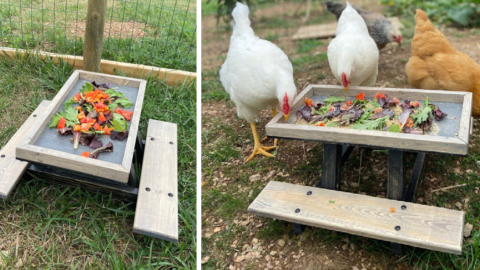 You Can Get A Tiny Chicken Picnic Table That Lets Your Chickens Eat In Style
