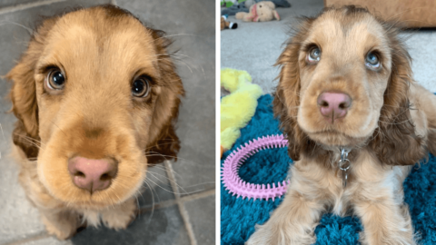 Everyone Is In Love With This Cocker Spaniel Who Looks Just Like A Disney Princess