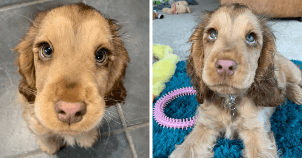 Everyone Is In Love With This Cocker Spaniel Who Looks Just Like A Disney Princess