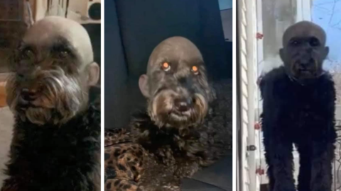 This Dog’s Haircut Photos Are Straight Out Of A Horror Movie