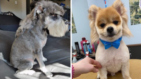 Dogs With Mullets Is The Hot New Pet Trend Of The Year