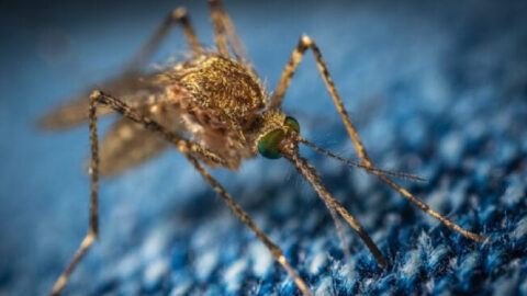 Genetically Engineered Mosquitoes Are Being Released In Florida And I’m Super Creeped Out