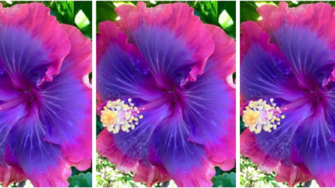 You Can Grow Gorgeous Galaxy Hawaiian Hibiscus Flowers And I Need Them In My Garden Now