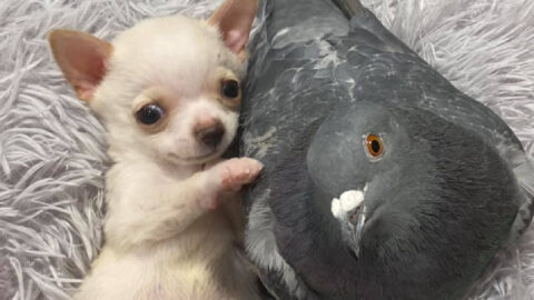 This Tiny Chihuahua Can’t Walk And Became Best Friends With A Pigeon That Can’t Fly And The Photos Are Adorable!