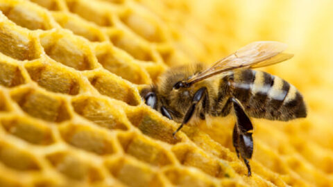 If You Care About Bees and Other Pollinators, Don’t Buy Plants Treated With These Pesticides