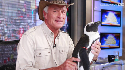 Jack Hanna Has Alzheimer’s Disease And I’m So Sad