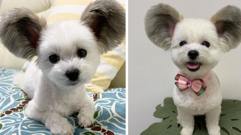 This Adorable Fluffy-Eared Dog Looks Just Like Mickey Mouse And I Love Him