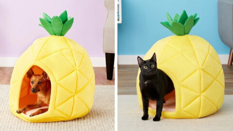 You Can Get Your Dog Or Cat A Pineapple Bed and It’s The Cutest Thing Ever