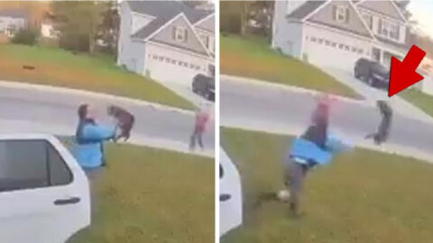 A Rabid Bobcat Attacked A Man And Woman And It Was All Captured On Video