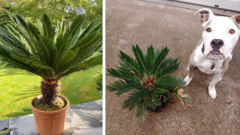 Here’s Why You Shouldn’t Plant A Sago Palm In Your Yard