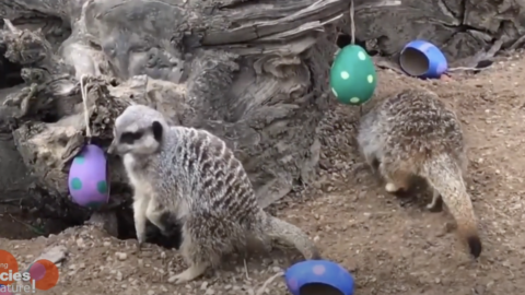 This Zoo Organized An Easter Egg Hunt For The Meerkats And Squirrel Monkeys
