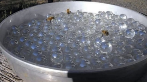 People Are Making ‘Bee Waterers’ To Safely Hydrate Bees Without Risk Of Them Drowning