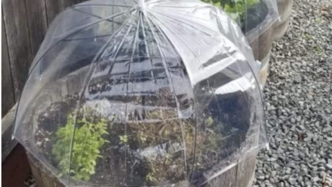 You Can Make A Mini Greenhouse With A Dollar Store Umbrella. Here’s How.