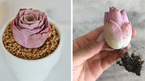 You Can Get Rare Pink Rose Succulents and They Are Gorgeous