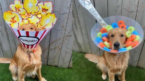 This Lady Got Crafty With Her Dog’s Cone And It’s Hilarious!