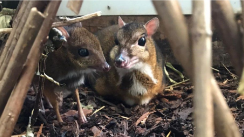The Bristol Zoo Shared Photos Of Their New Baby Mouse Deer And It Is Only As Tall As A Pencil