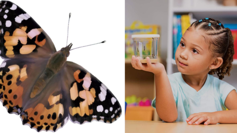 You Can Grow Your Own Butterflies From Live Caterpillars and Have Them Shipped To Your House