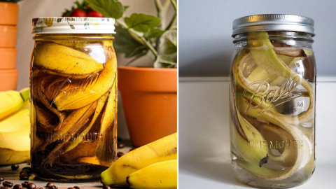 People Are Making “Banana Peel Tea” To Water Their Plants and It Is Genius