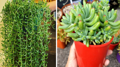 Banana Succulents Exist And They Look Exactly Like The Fruit