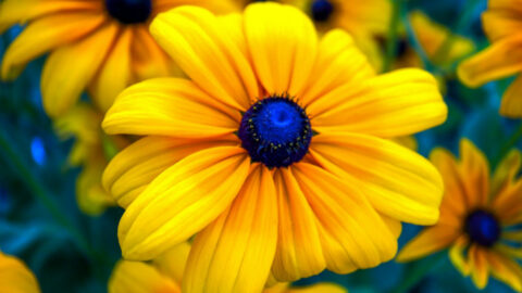 You Can Get Free Flower Seed Packs Just In Time For Spring Planting