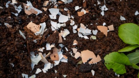 How To Make Your Own Homemade Fertilizer With Only Three Ingredients From The Pantry