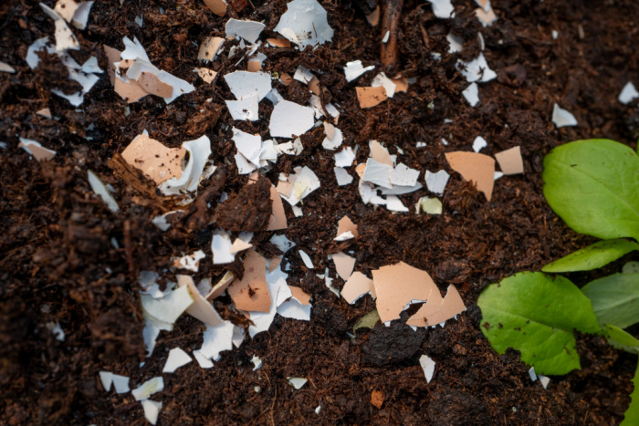 How To Make Your Own Homemade Fertilizer With Only Three Ingredients From The Pantry