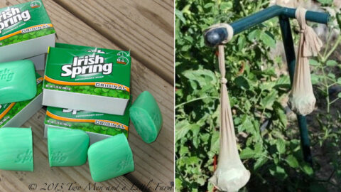 People Are Putting Bars of Soap In Their Garden And It Is So Smart