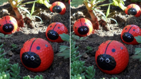 People Are Painting Old Golf Balls To Look Like Ladybugs To Place In Their Garden and I Love It