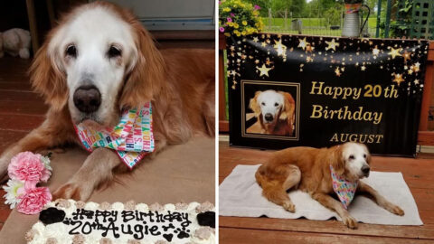 Meet Augie, The Oldest Golden Retriever In The World