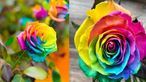 You Can Plant Kaleidoscope Roses In Your Garden To Bring More Color To Your Life