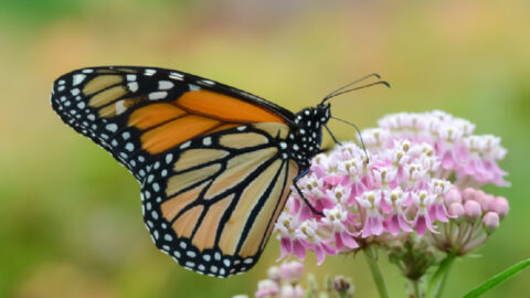 Here’s What You Can Plant in Your Garden to Help Save the Honeybees and Butterflies