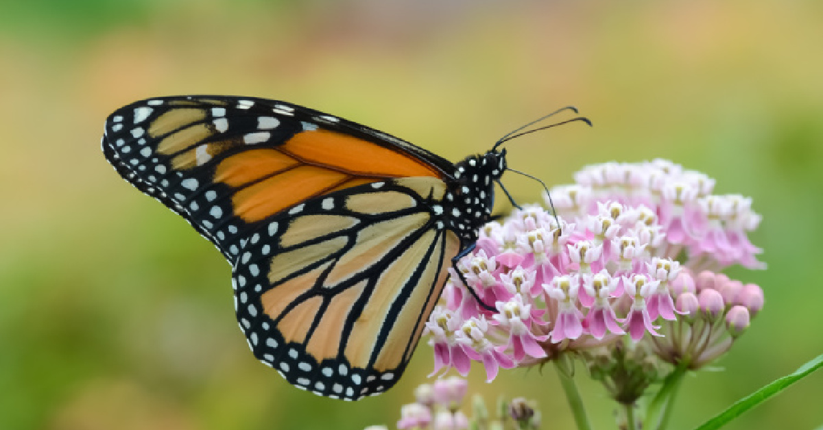 Here’s What You Can Plant in Your Garden to Help Save the Honeybees and Butterflies