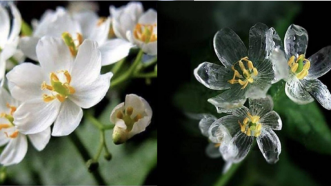 ‘Skeleton Flowers’ Exist and The Petals Change Translucent When It Rains