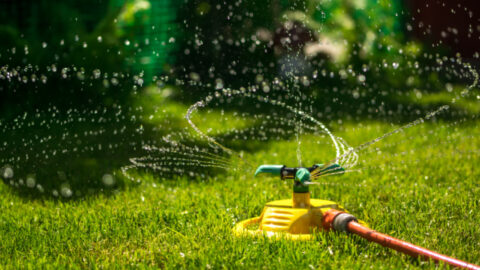 This Is The Best Time To Water Your Lawn According To Experts