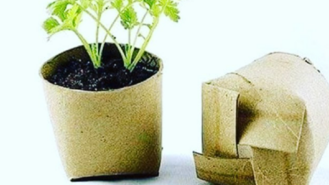 People Are Using Toilet Paper Rolls To Make Biodegradable Pots For Plants And It’s Genius