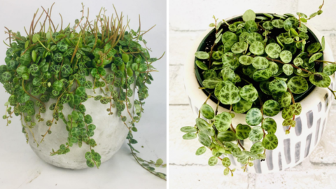 You Can Get A Plant That Looks Like A Cluster Of Mini Turtles