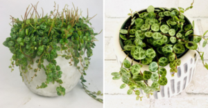 You Can Get A Plant That Looks Like A Cluster Of Mini Turtles