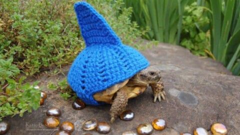 These Turtles Are Dressed In Crocheted Outfits After Visiting Grandma’s House And It Is Adorable