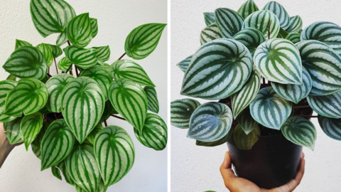 You Can Get A House Plant With Leaves That Look Exactly Like A Watermelon