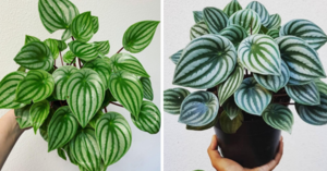 You Can Get A House Plant With Leaves That Look Exactly Like A Watermelon