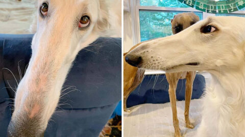 This Borzoi Sighthound May Have The ‘World’s Longest Nose’ And She Is Adorable!
