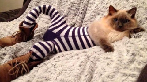 Cats Wearing Leggings Is The New Photo Trend And I Can’t Get Enough Of It