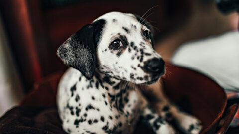 Yes, Cruella Is Cool, But That Doesn’t Mean You Should Run Out And Get A Dalmatian Puppy