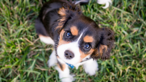 Here’s A List Of Some Of The Most Popular Names For Dogs