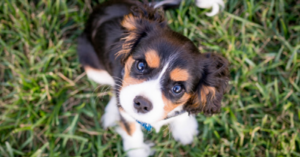 Here’s A List Of Some Of The Most Popular Names For Dogs